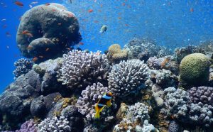 Prestigious funding for coral research and historic maritime trade project